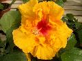 Bonnie Novelles Chinese Hibiscus / Hibiscus rosa-sinensis 
